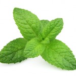 Peppermint Kissable Massage Oil Helps Attention and Energy