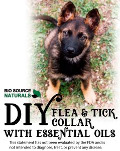 DIY Essential Oil Flea Collar for Your Pet