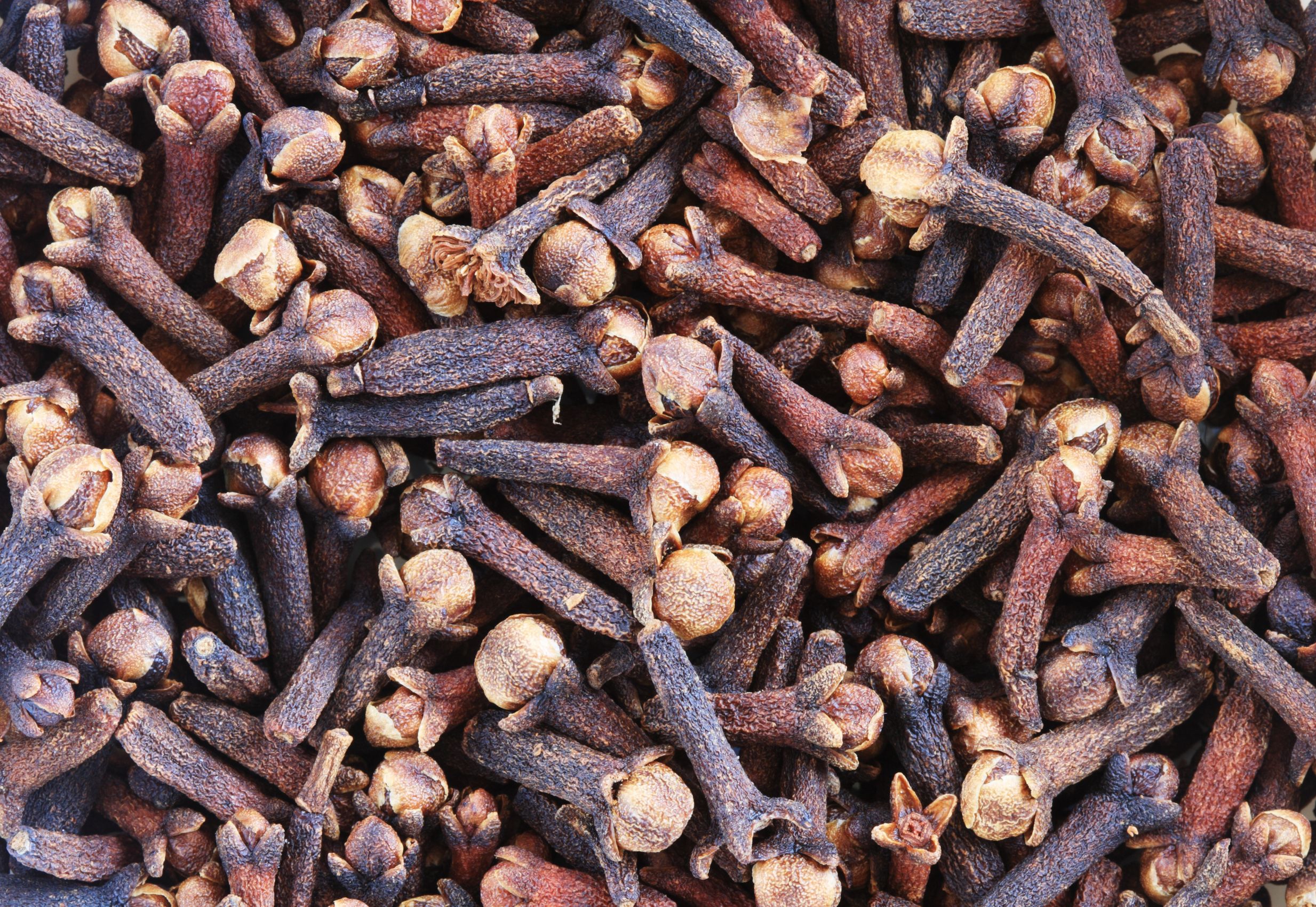 Clove Bud Essential Oil Uses and Benefits
