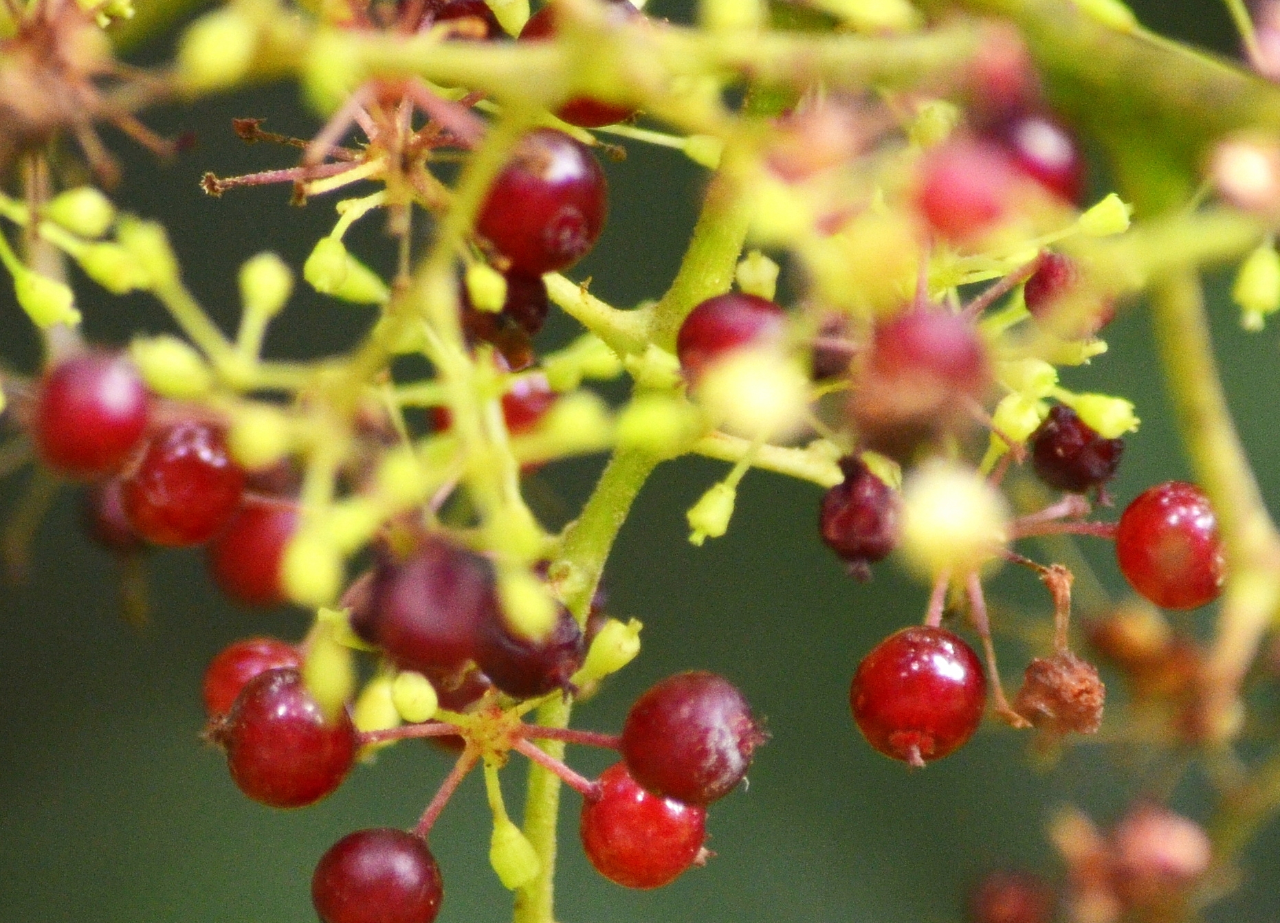 Red Spikenard Essential Oil Uses and Benefits