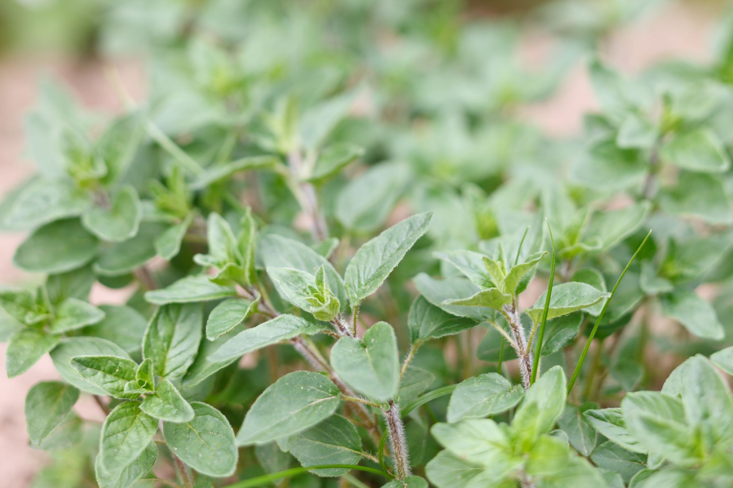 Sweet Marjoram Essential Oil Uses and Benefits