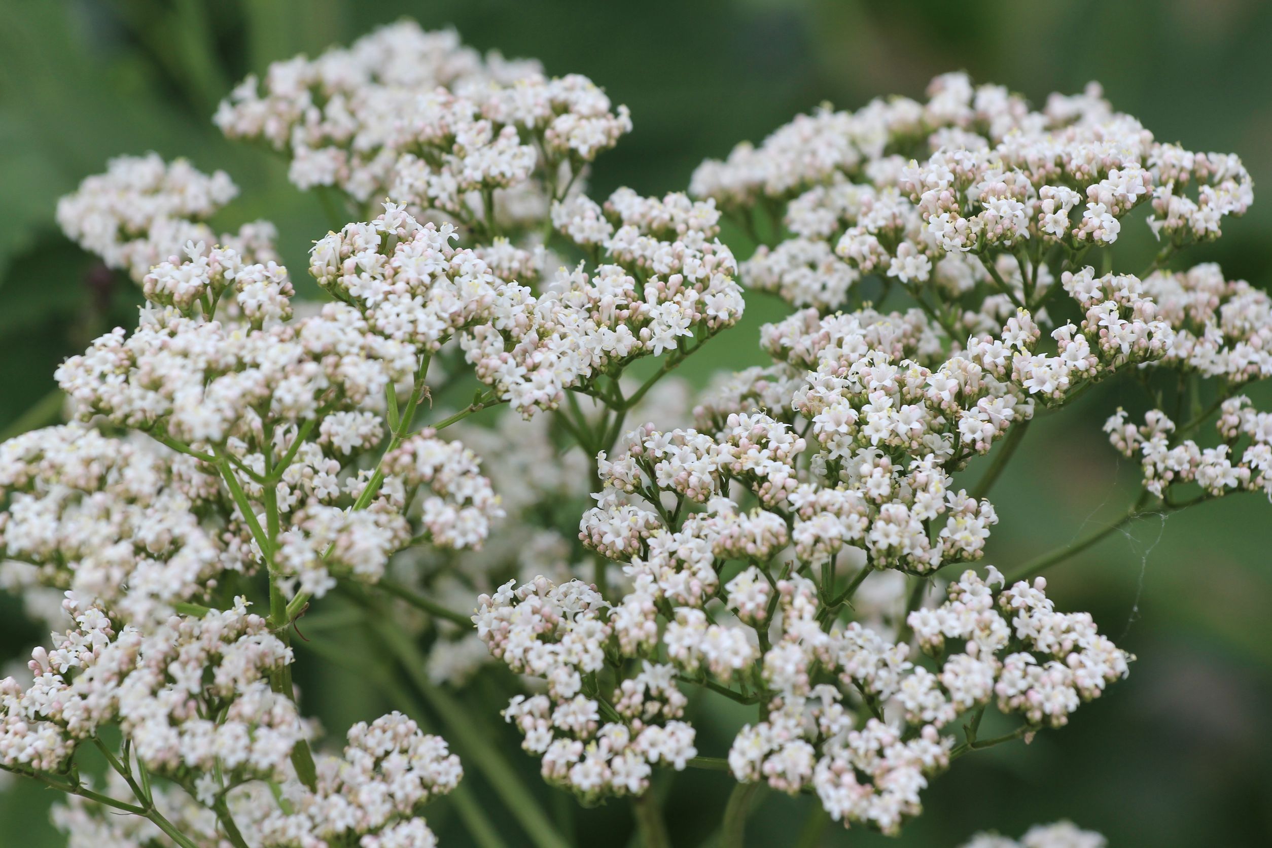valerian essential oil uses and benefits
