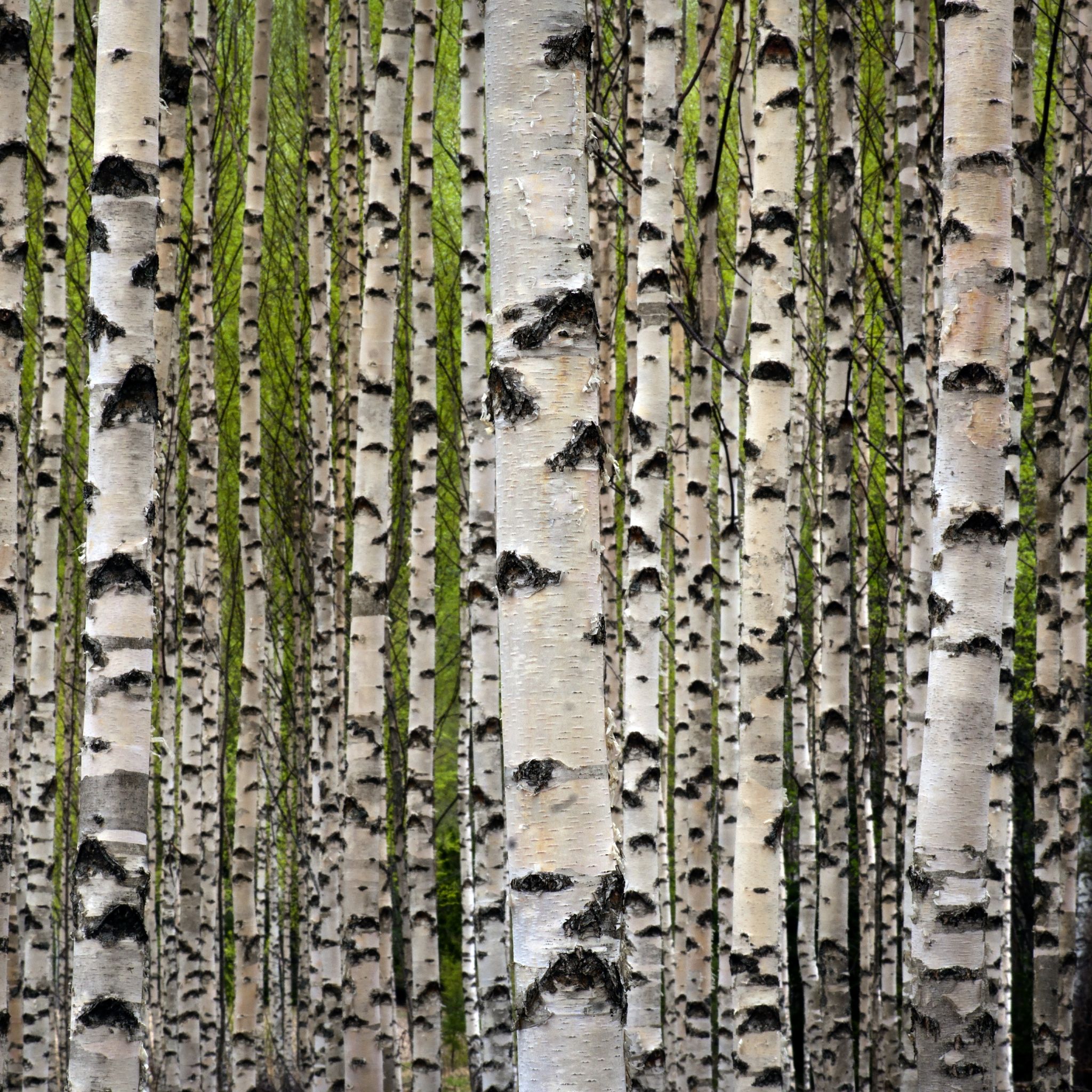 Sweet Birch Essential Oil Uses and Benefits