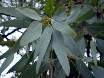 Eucalyptus Citriodora Essential Oil Uses and Benefits