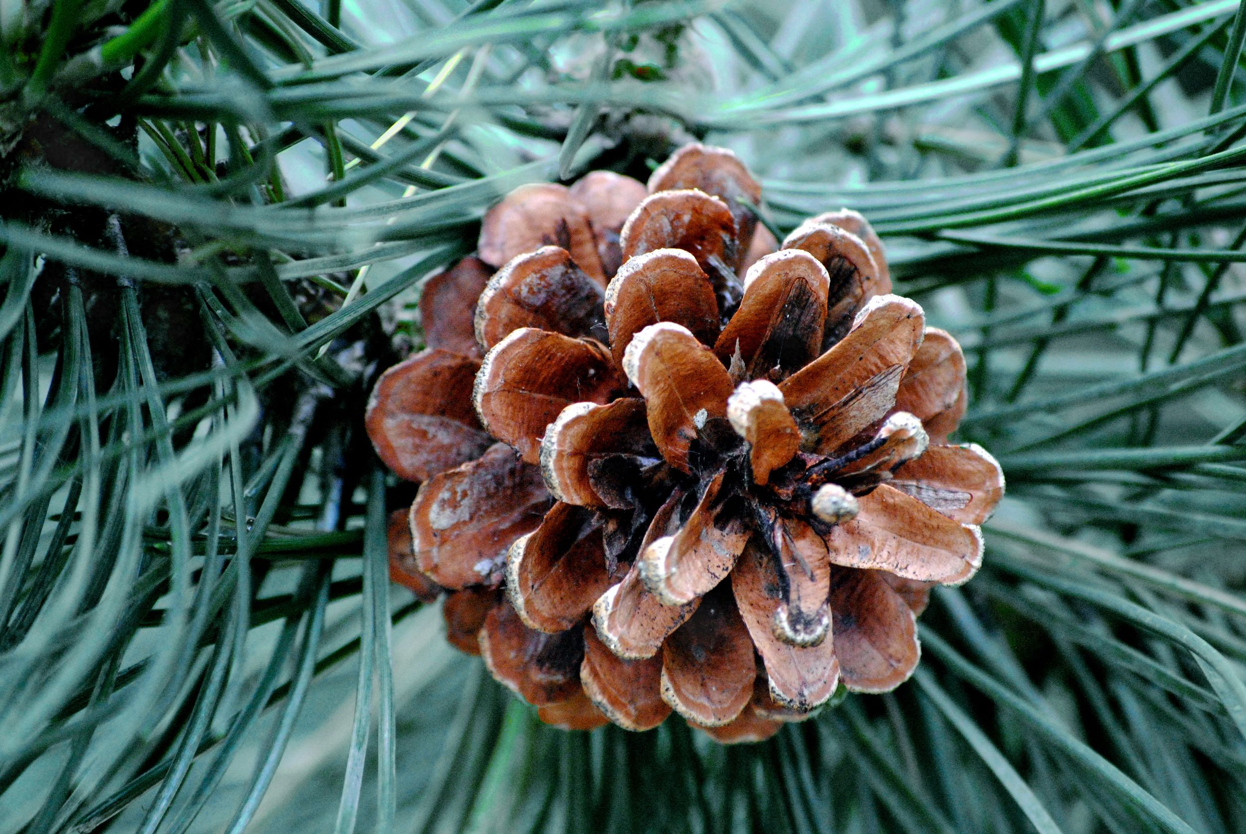 Fir Needle Essential Oil: (Abies balsamea) Fir Needle Essential Oil Uses and Benefits