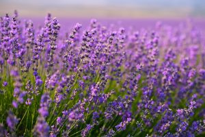  Edible Lavender Massage Oil Soothes Inflammation, Balances Energy