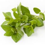 Oregano Essential Oil Uses and Benefits