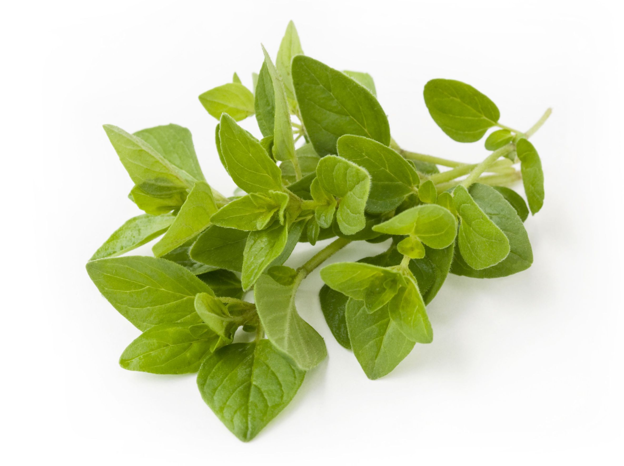 Oregano Essential Oil Uses and Benefits