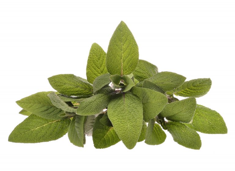 Sage Essential Oil Uses and Benefits