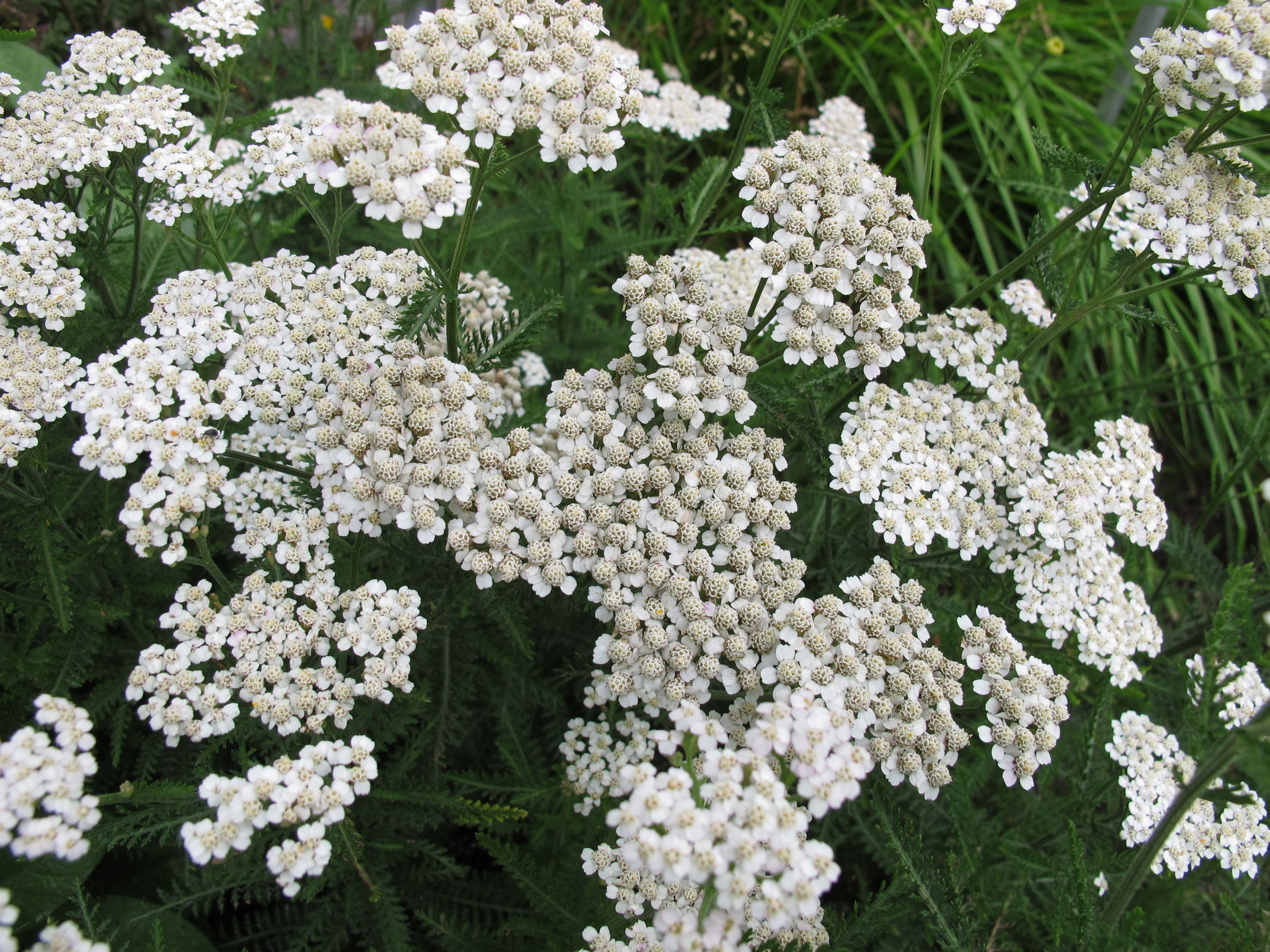 yarrow essential oil uses and benefits