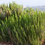 rosemary hydrosol spray