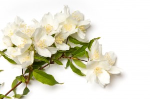 Jasmine Rose Petals Massage Oil Reduces Tension and Aids Intuition