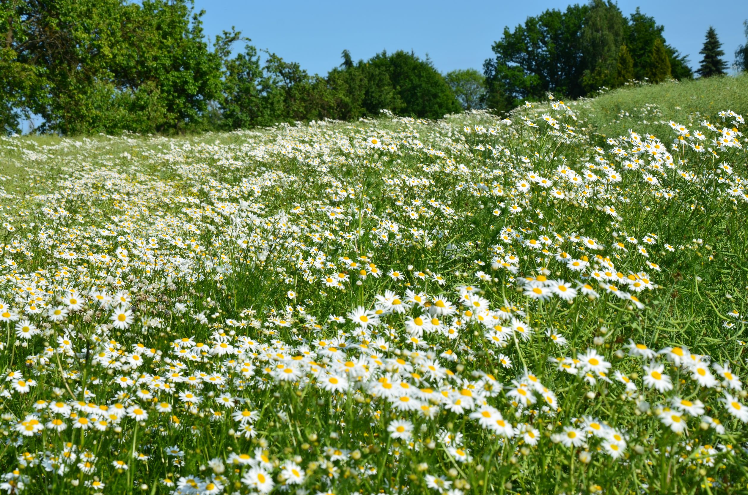 Chamomile, German (Blue) Essential Oil Uses and Benefits