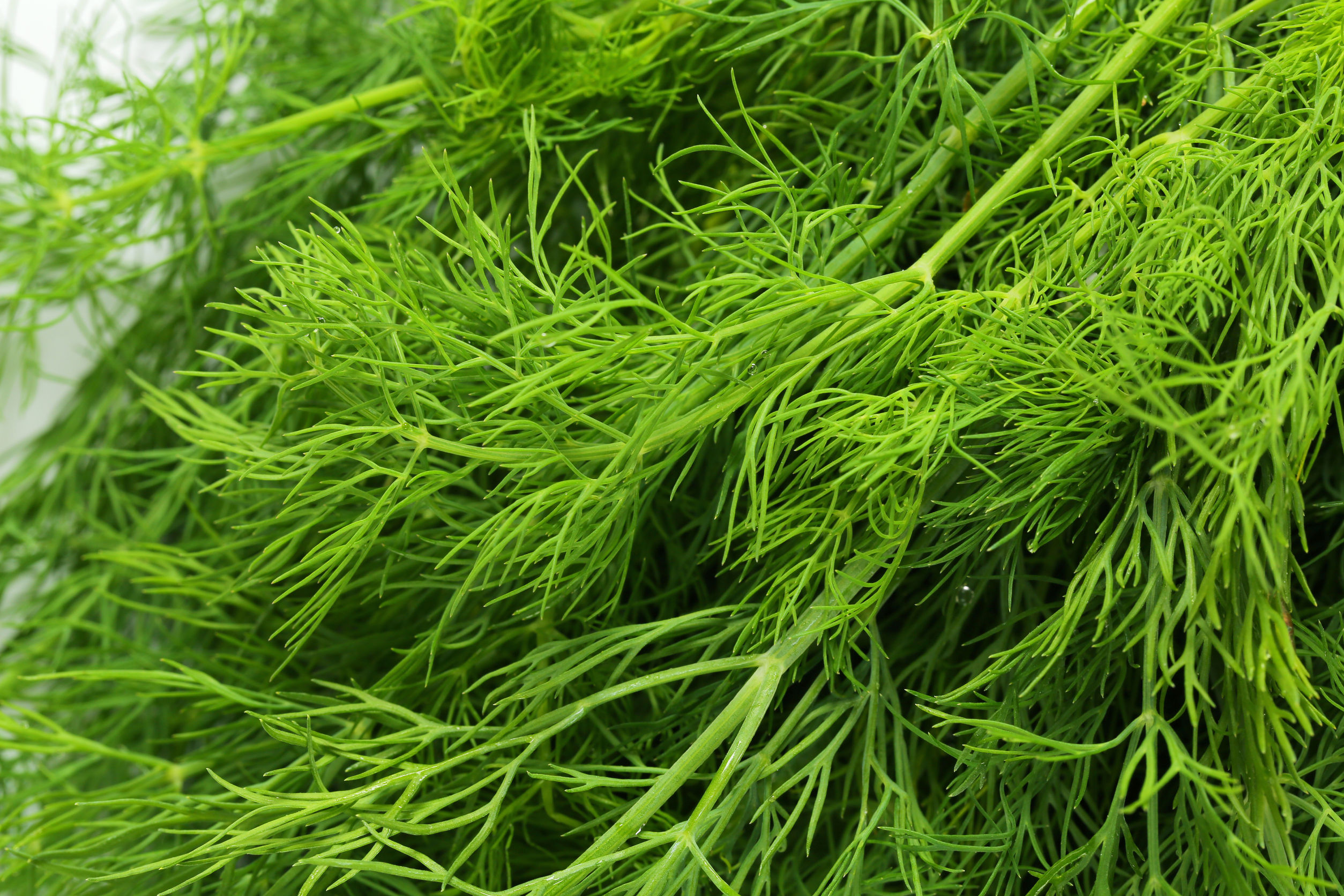 dill weed essential oil