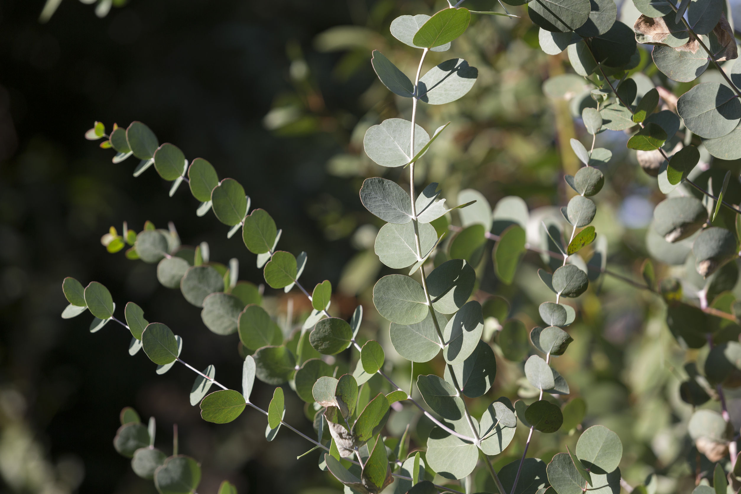 Eucalyptus Globulus Essential Oil Uses and Benefits