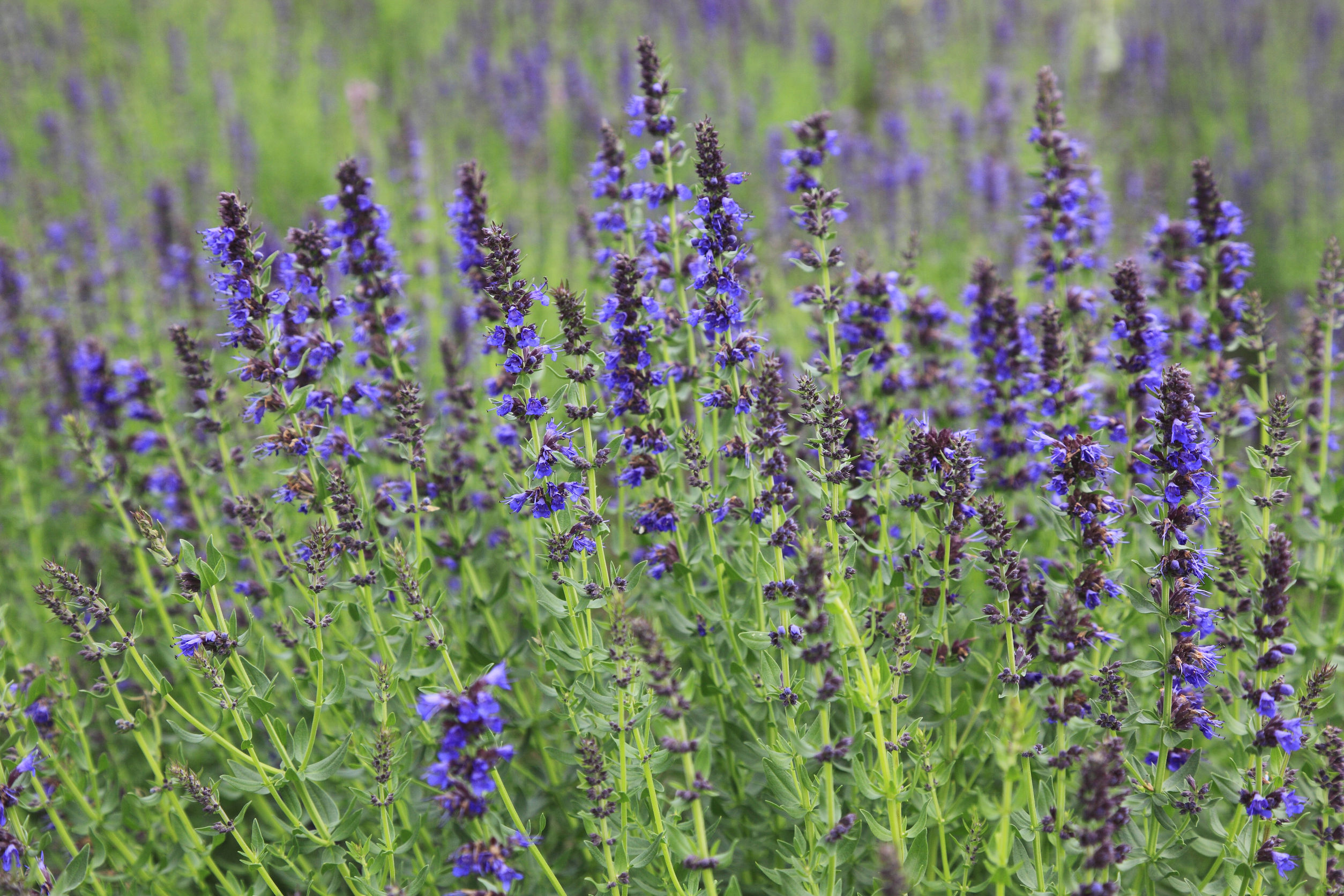 Hyssop Essential Oil Uses and Benefits