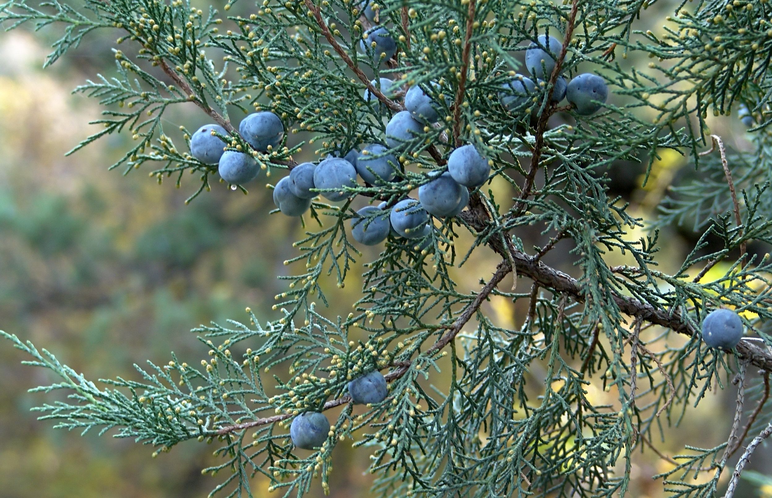 Juniper Essential Oil Uses and Benefits