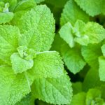 Peppermint, Organic Essential Oil Uses and Benefits