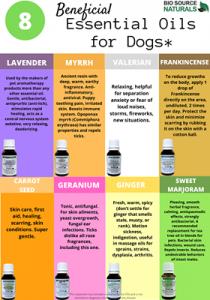 Essential Oils Heal and Prevent Dogs From Licking - Animal Intuition