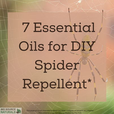 7 Essential Oils for DIY Spider Repellent