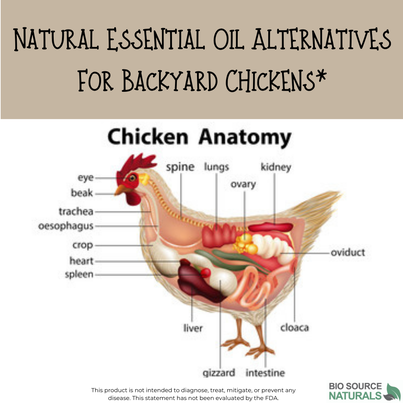 Natural Essential Oil Alternatives for Backyard Chickens