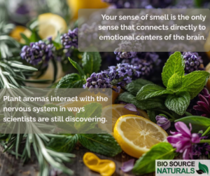 Neuroscience of aromatherapy showing how scent interacts with the brain and emotional regulation